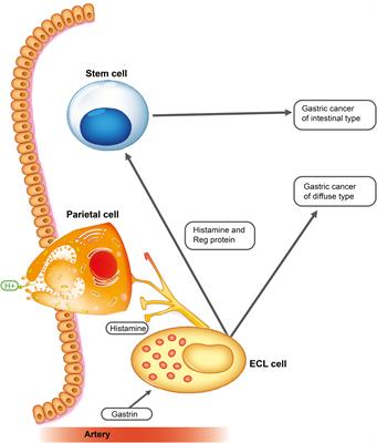 Correctly identifying the cells of origin is essential for tailoring treatment and understanding the emergence of cancer stem cells and late metastases